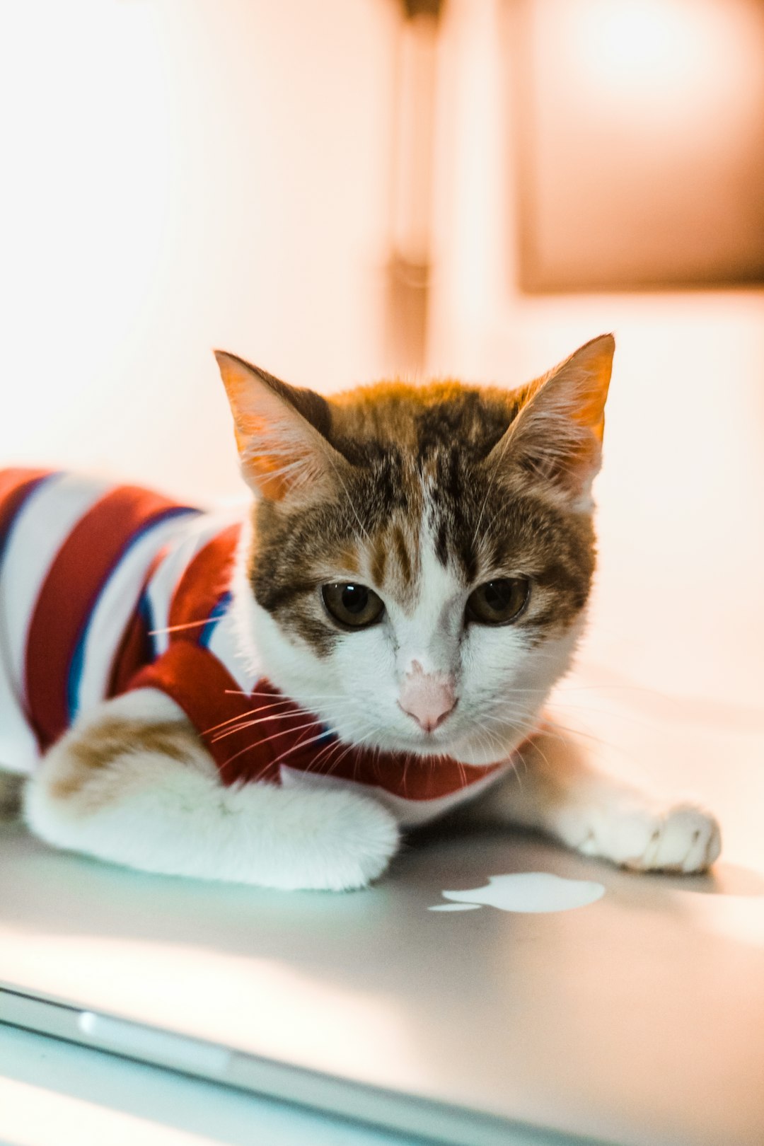 a-cat-is-wearing-a-shirt-and-sitting-on-a-laptop-3uzesuzqkls