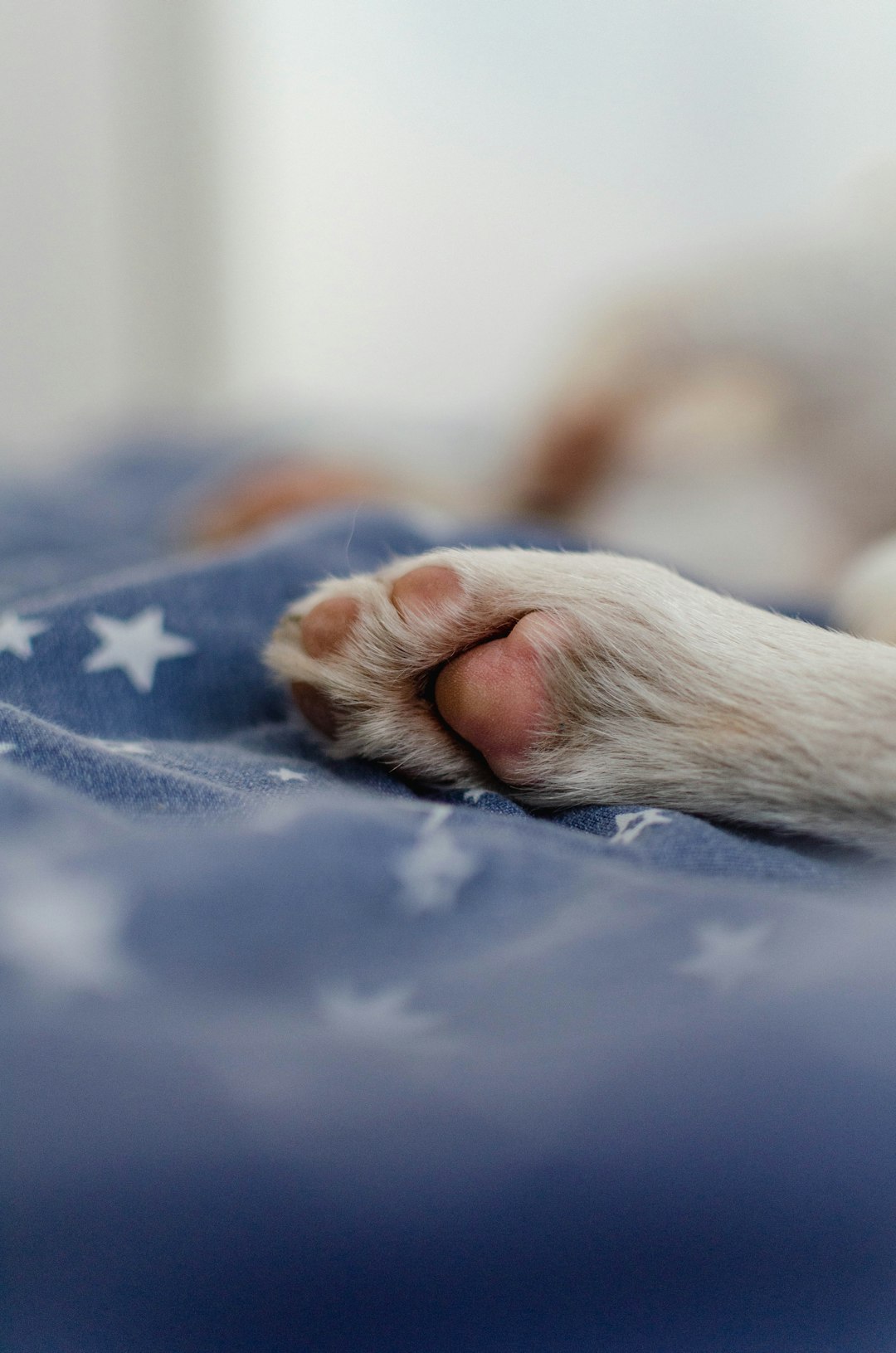 a-close-up-of-a-cat-t-kqc0c5j64