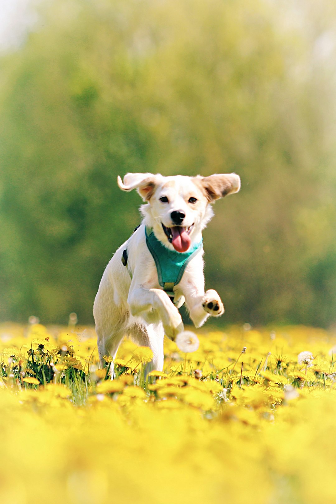 Dolly in spring