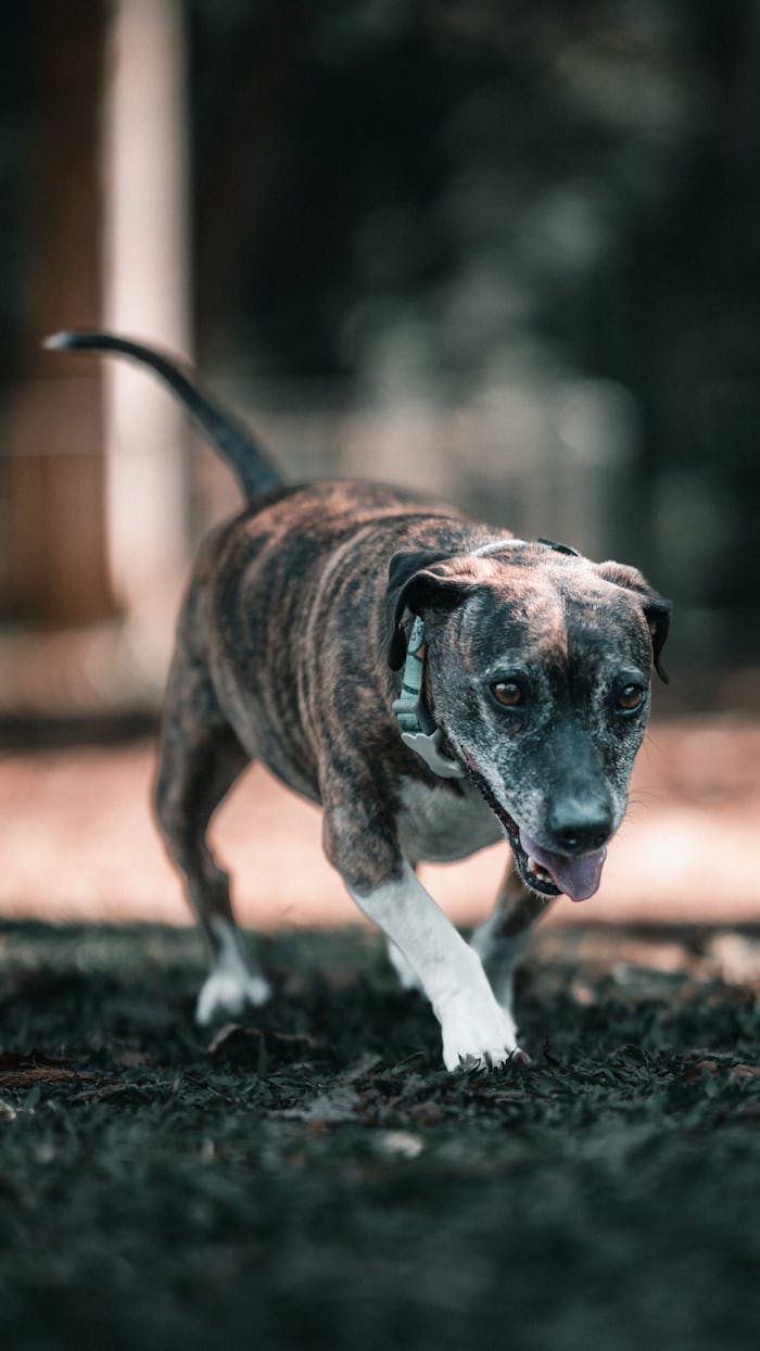 services-03 Close-up of a Catahoula Leopard Dog walking in a rural area with a focused expression.