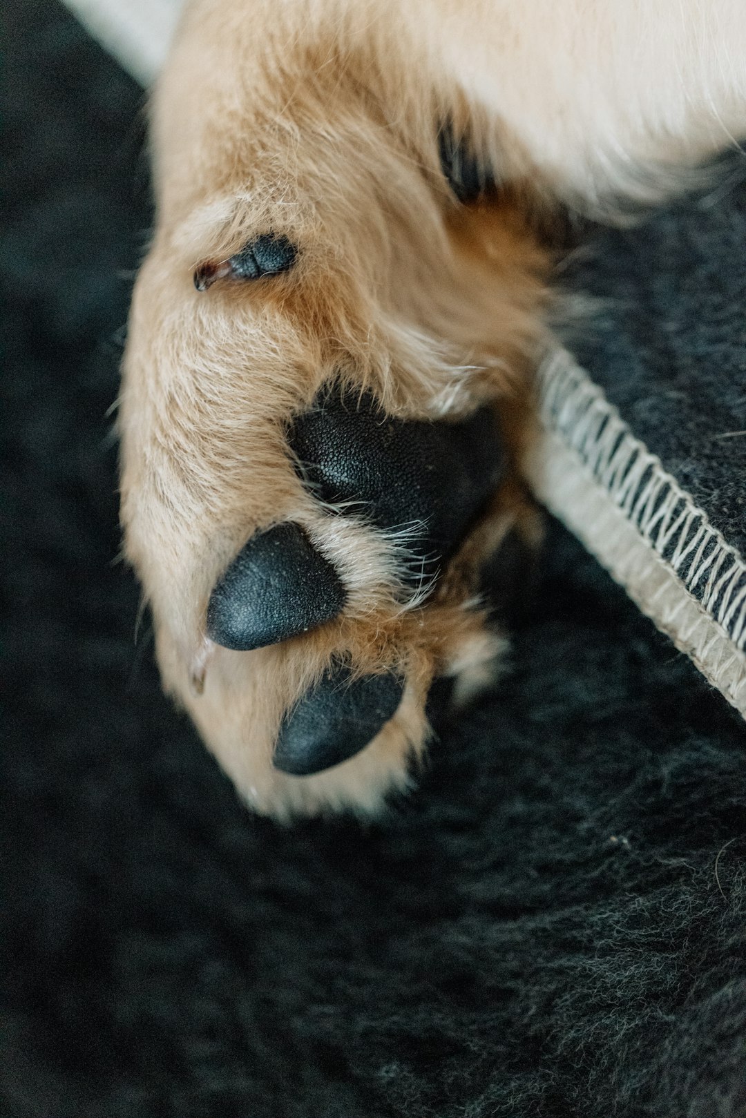 close-up-of-a-puppys-paw-with-black-pads-4nq4ps2lb14