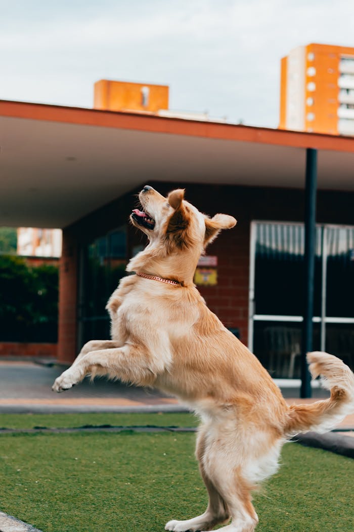 services-02 Golden Retriever joyfully playing in an urban environment, leaping on grassy area.