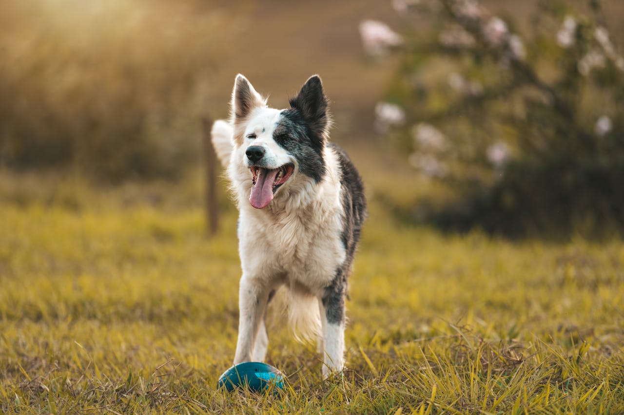 Picture Of A Border Collie Outside 17655227