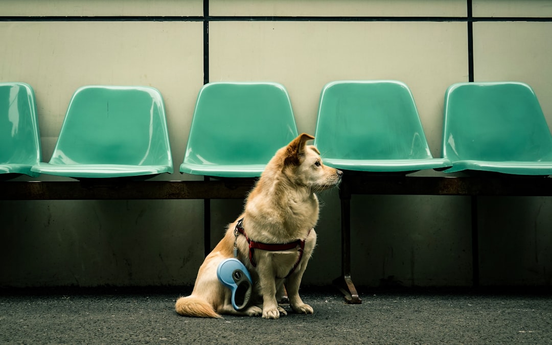 services-04 shallow-focus-photo-of-long-coated-brow-dog-bbdnba1wt1m